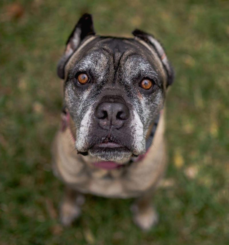 Mastiff image